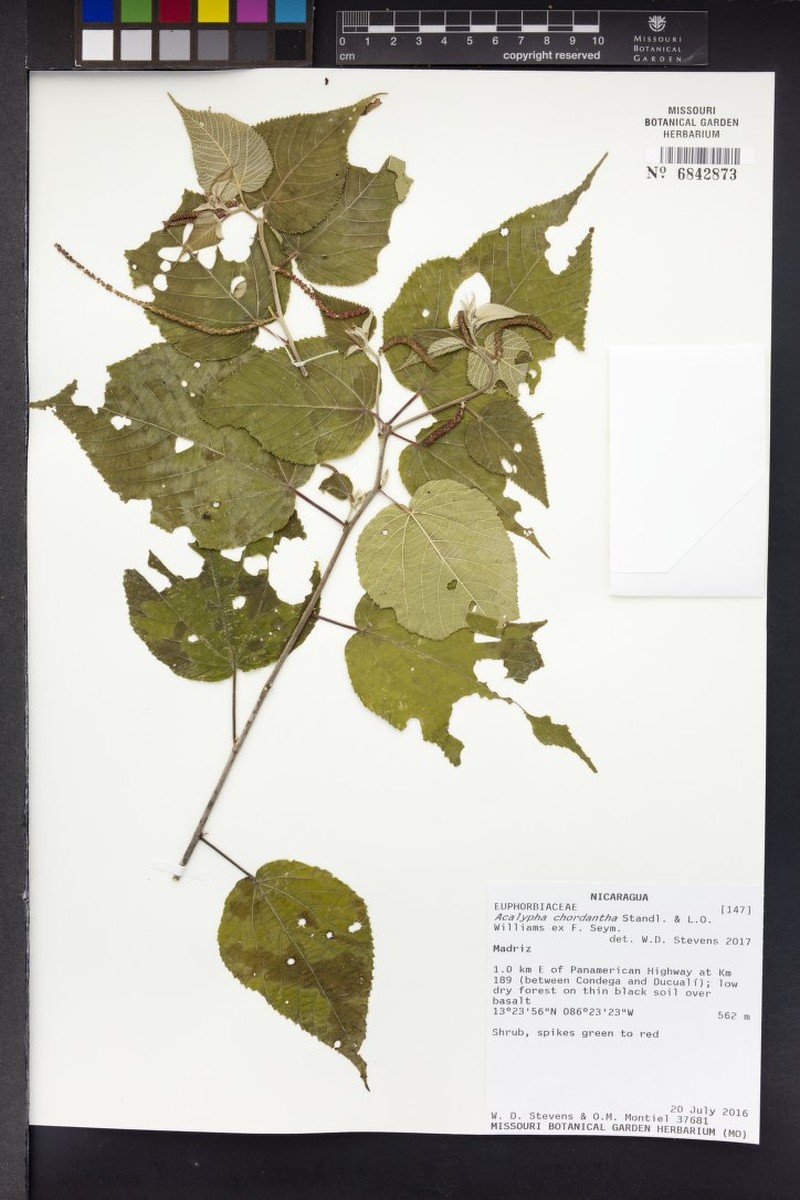 Acalypha chordantha photo 5