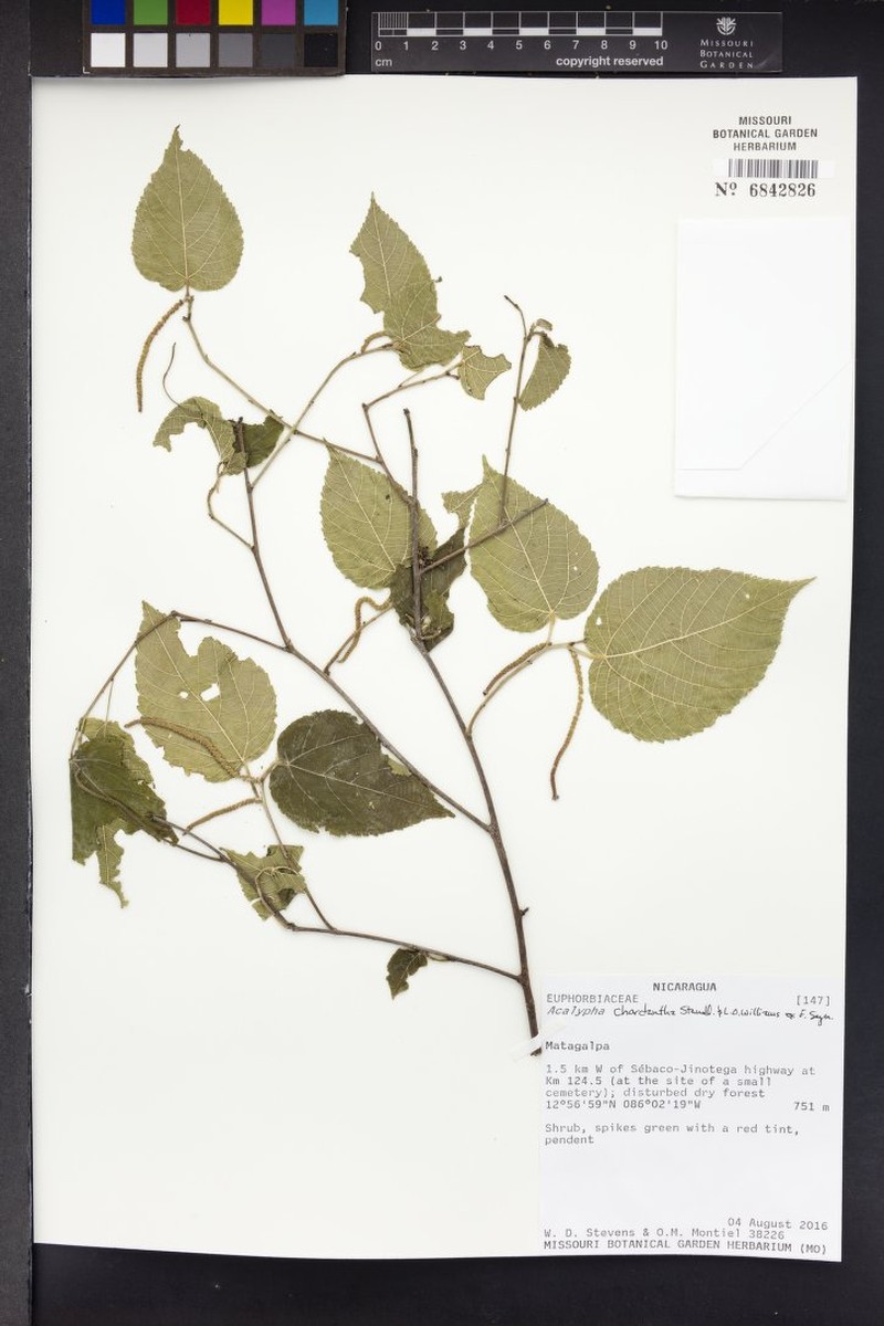 Acalypha chordantha photo 6