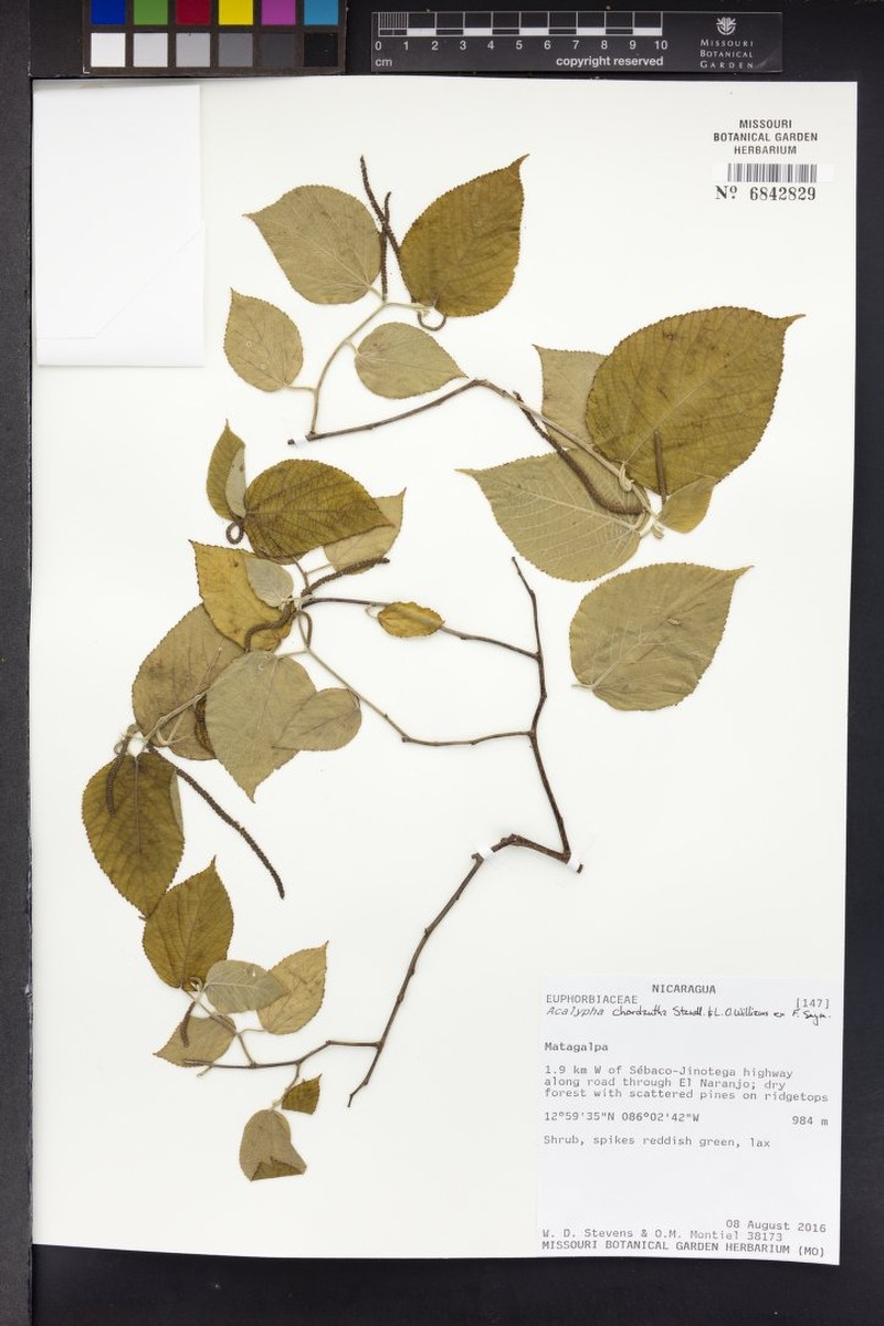 Acalypha chordantha photo 7