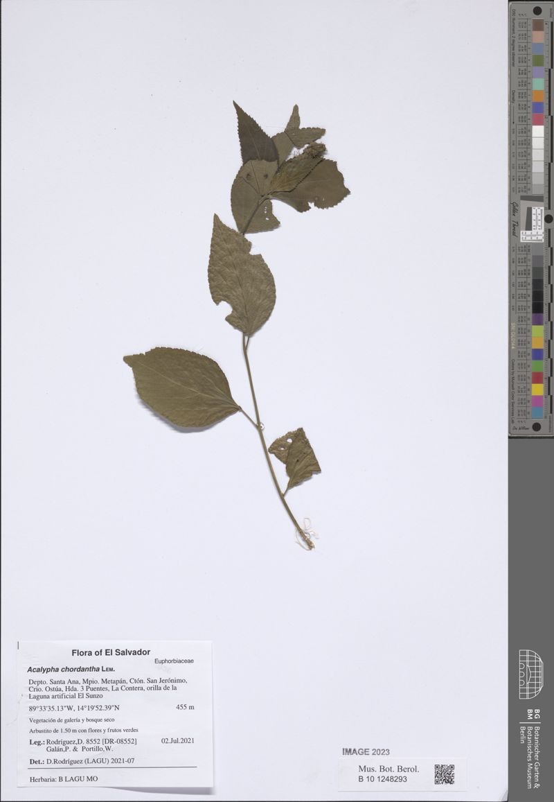Acalypha chordantha photo 8