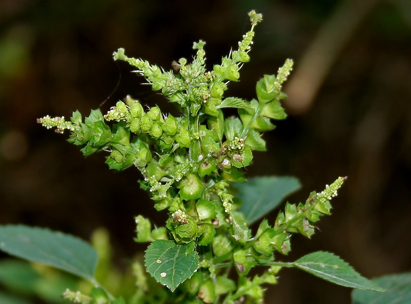 Acalypha ciliata
