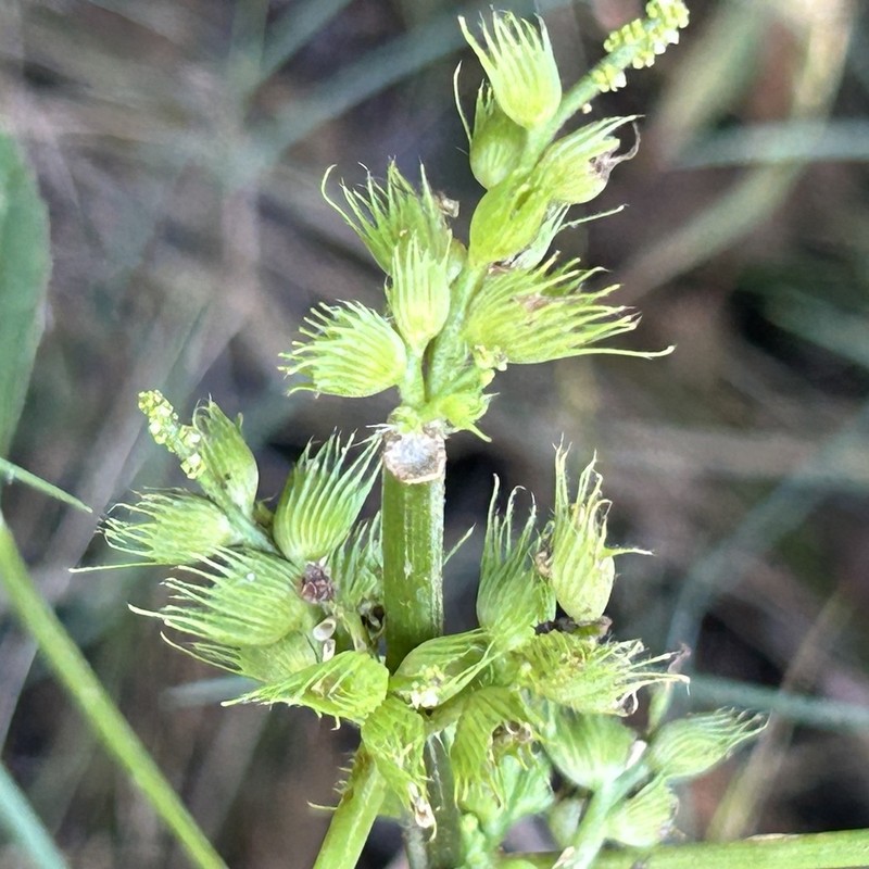 Acalypha ciliata photo 2