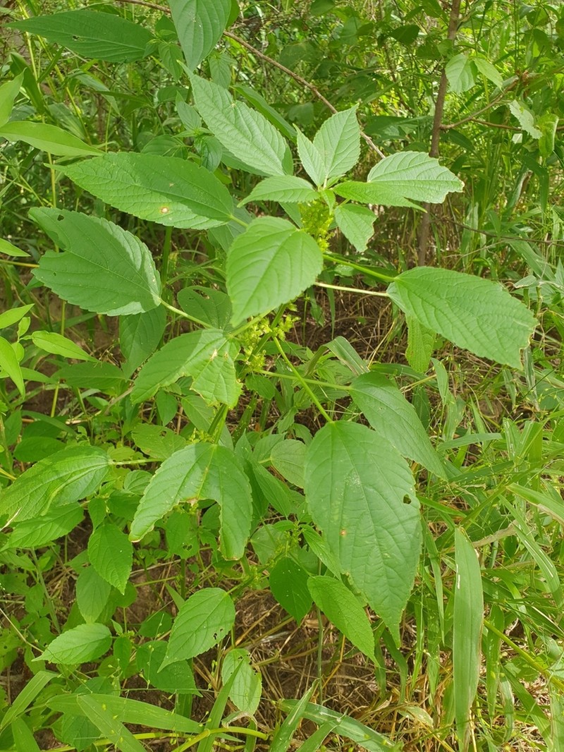 Acalypha ciliata photo 3