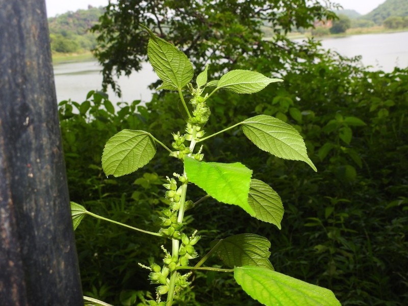 Acalypha ciliata photo 4