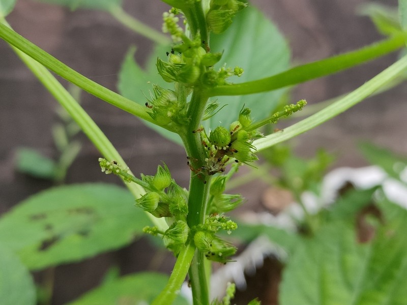 Acalypha ciliata photo 5