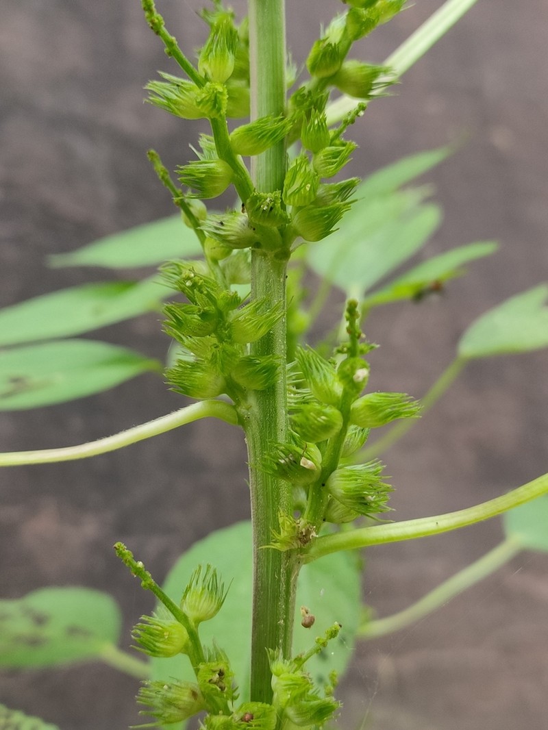 Acalypha ciliata photo 6
