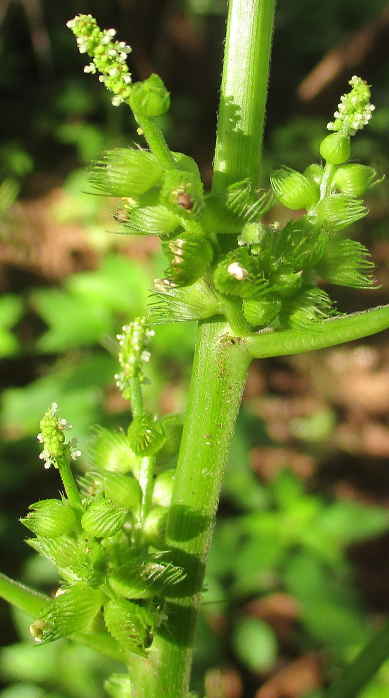 Acalypha ciliata photo 7
