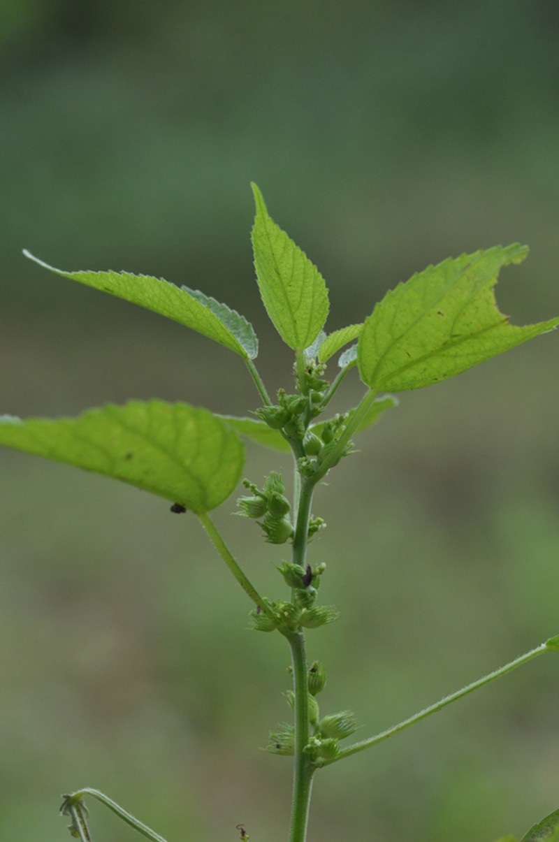 Acalypha ciliata photo 8