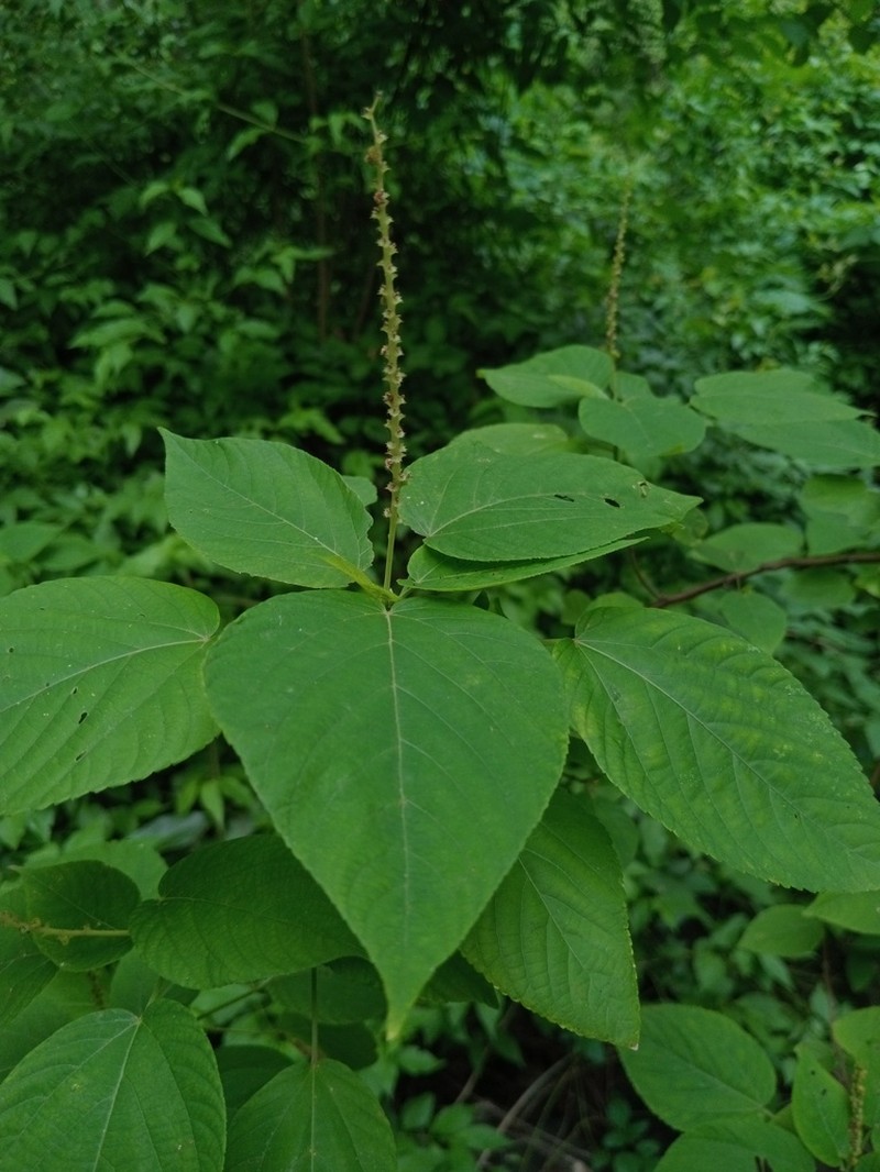 Acalypha cincta