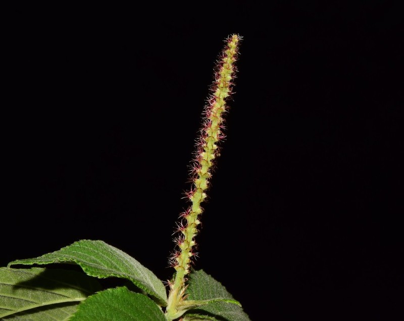 Acalypha cincta photo 2