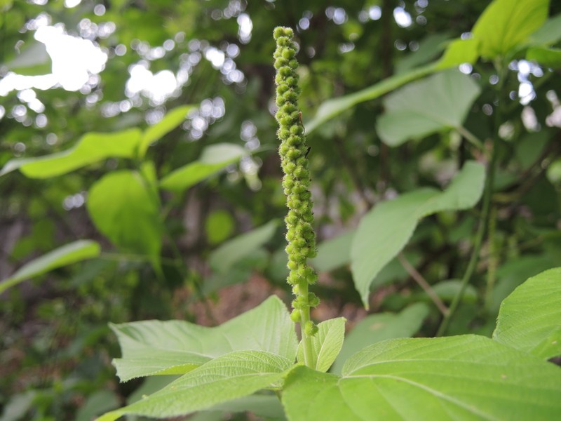 Acalypha cincta photo 3