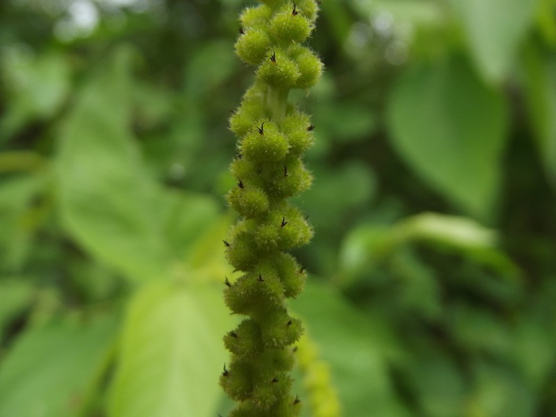 Acalypha cincta photo 4