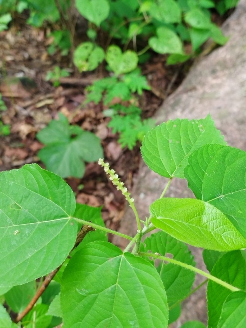 Acalypha cincta photo 5