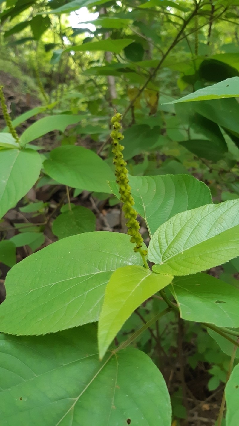 Acalypha cincta photo 6