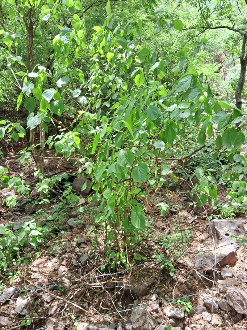 Acalypha cincta photo 7