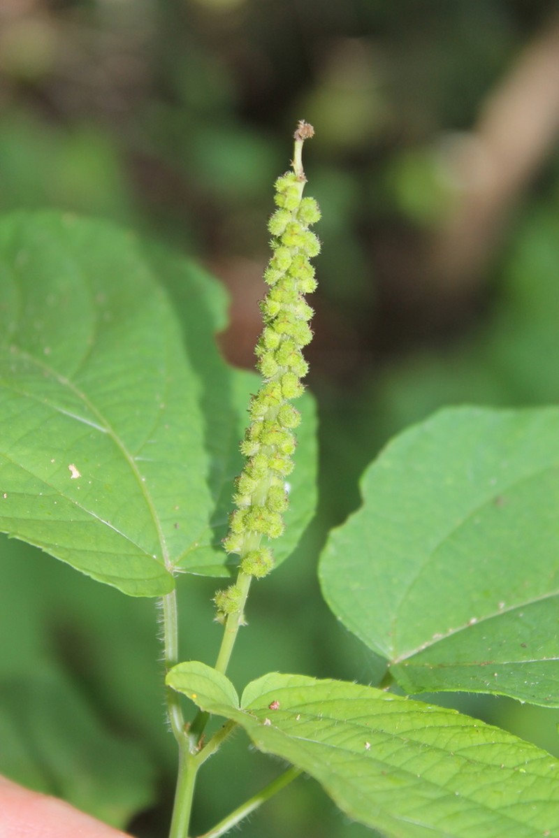 Acalypha cincta photo 8