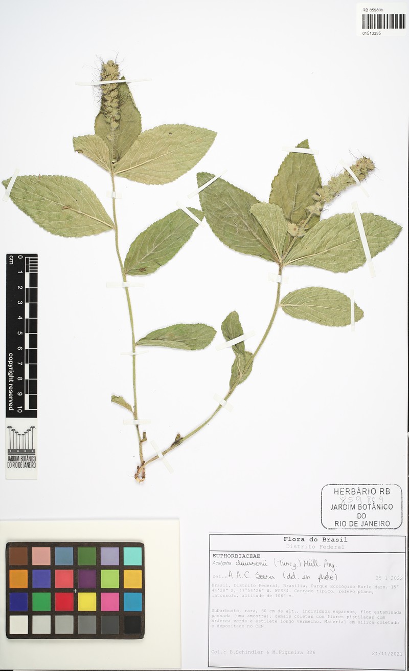 Acalypha claussenii