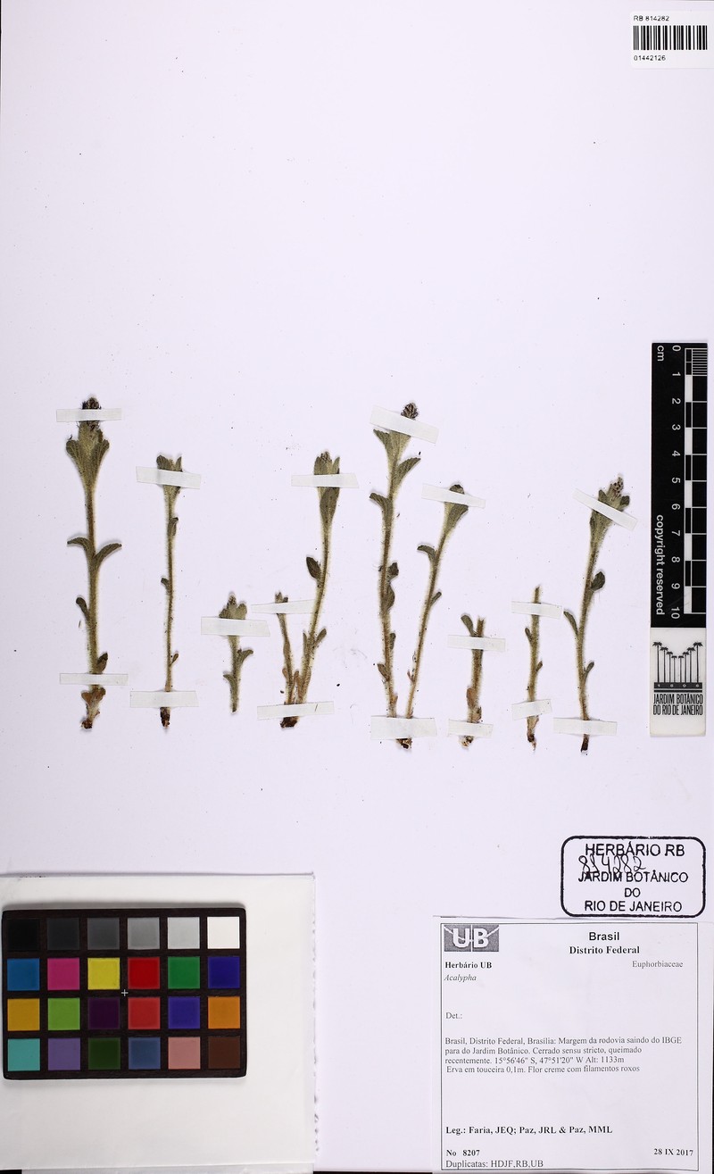 Acalypha claussenii photo 2
