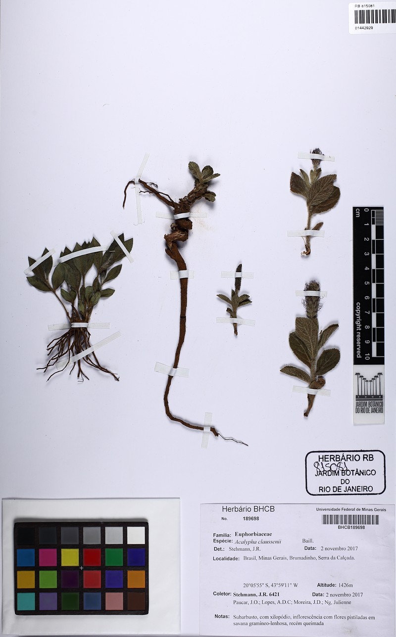 Acalypha claussenii photo 3