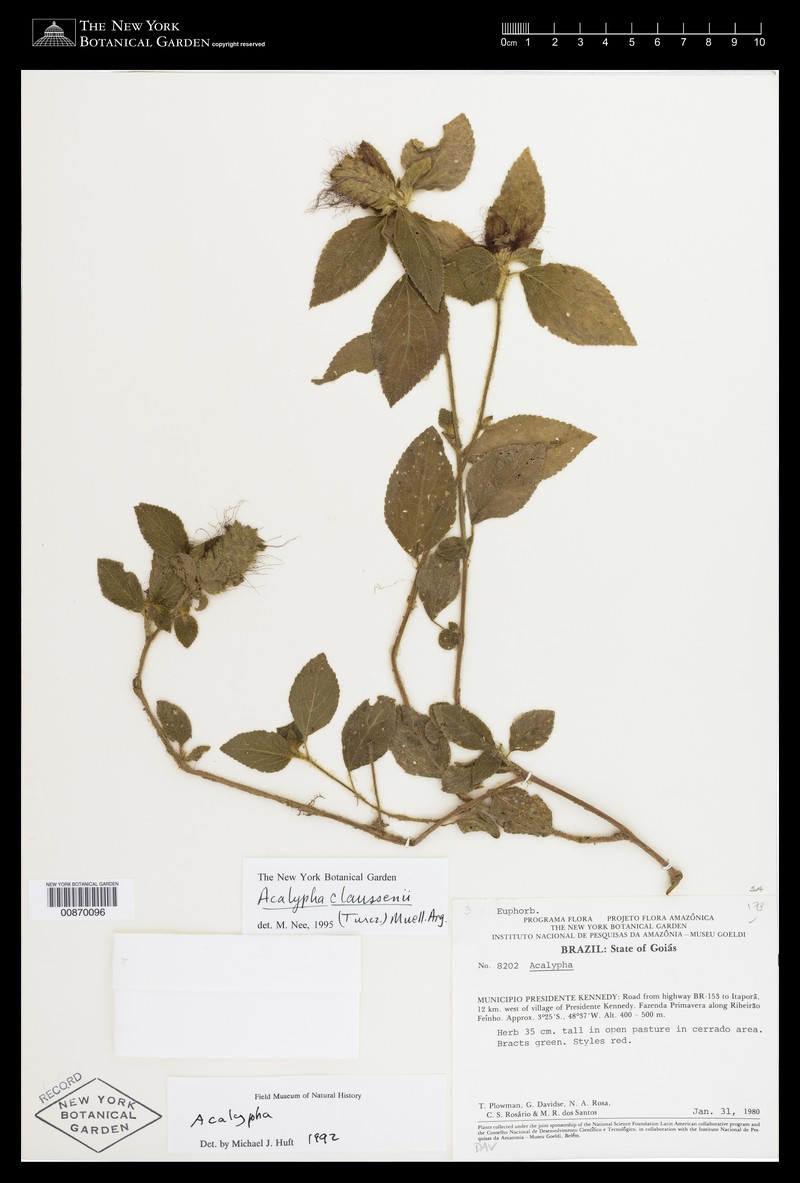 Acalypha claussenii photo 4