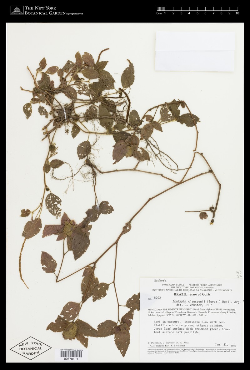 Acalypha claussenii photo 5