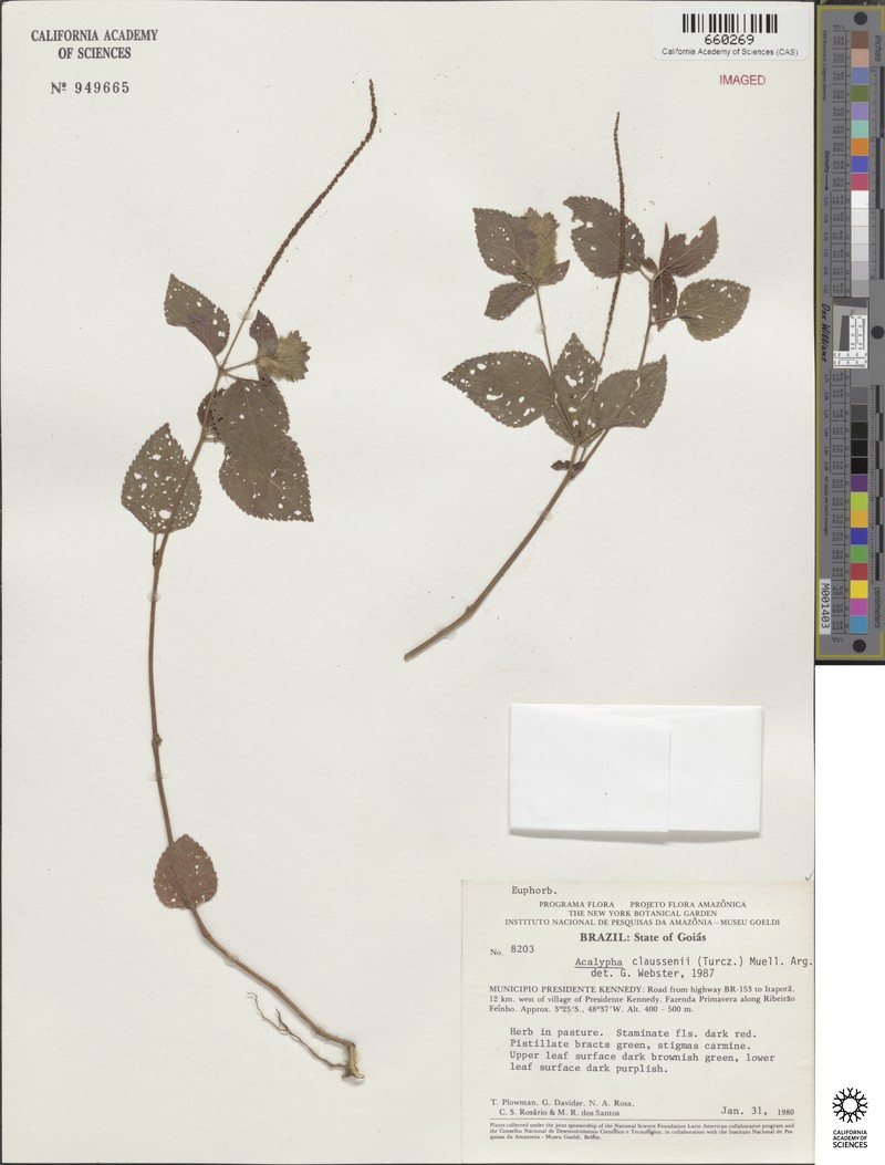 Acalypha claussenii photo 6