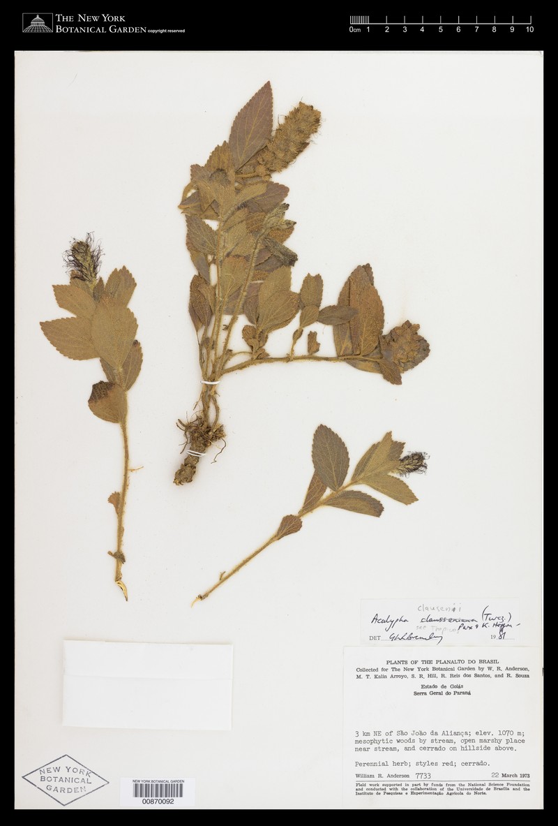 Acalypha claussenii photo 7