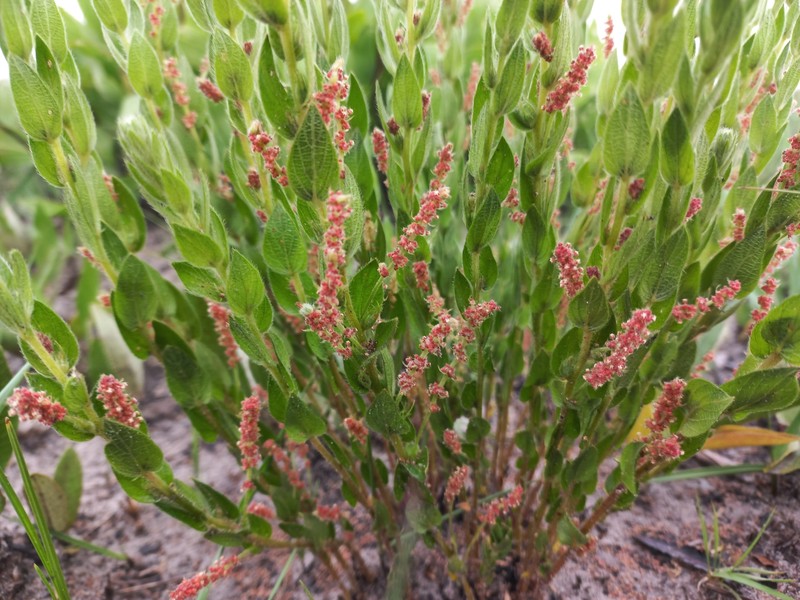 Acalypha clutioides photo 2
