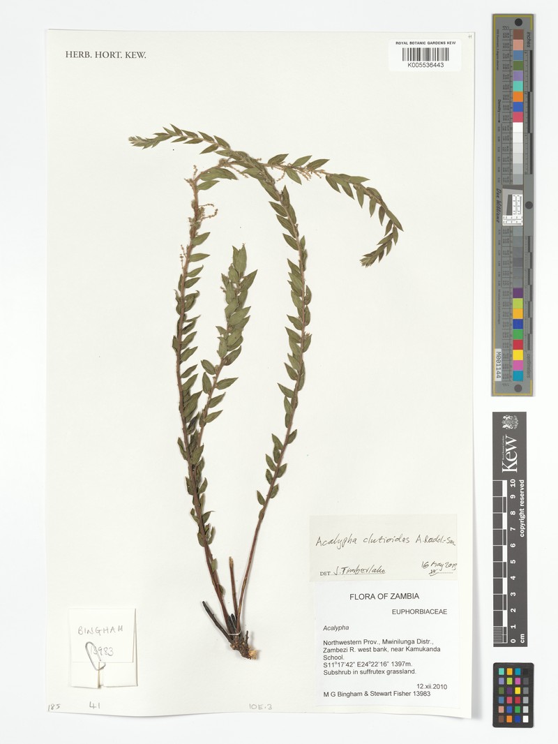 Acalypha clutioides photo 3