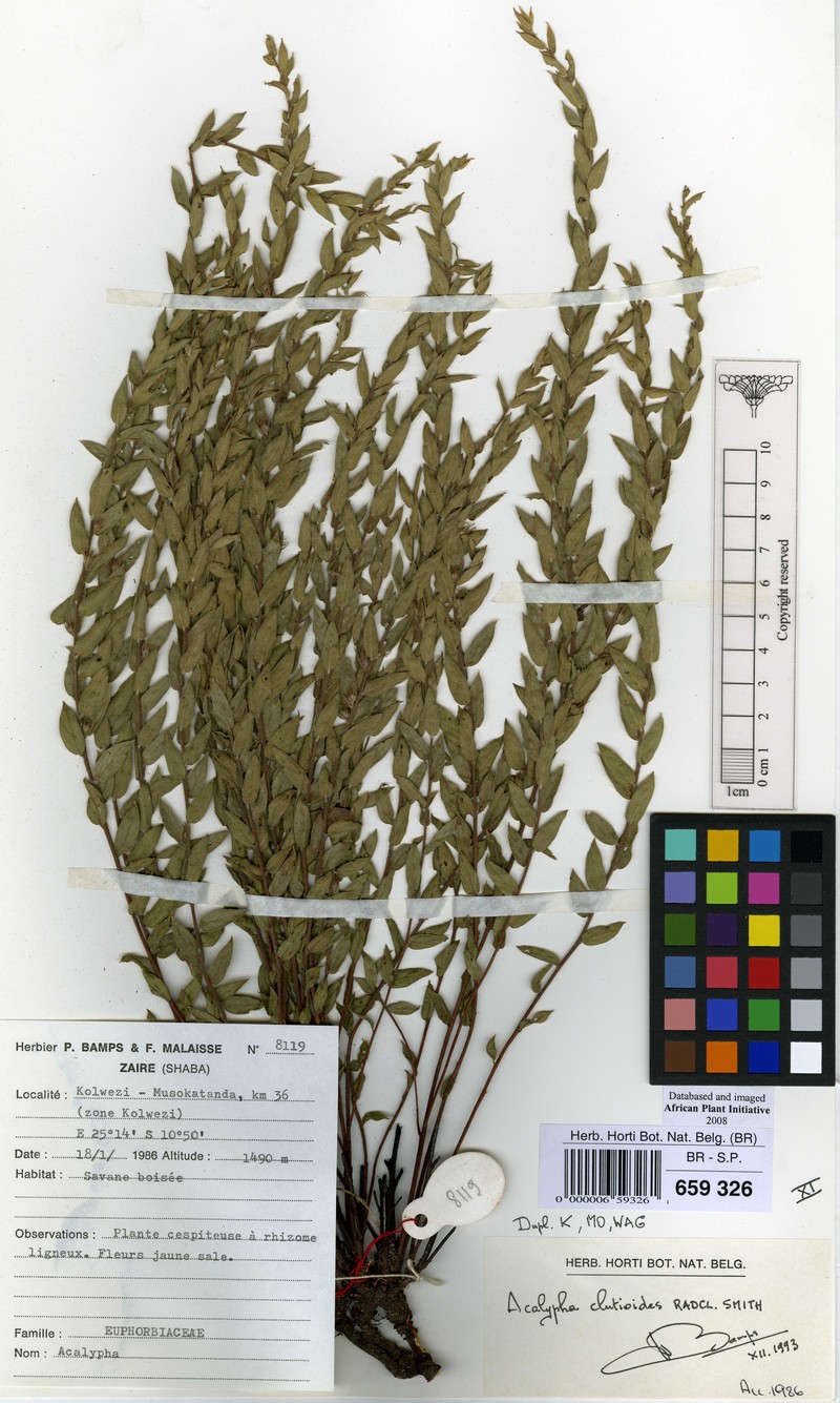 Acalypha clutioides photo 4