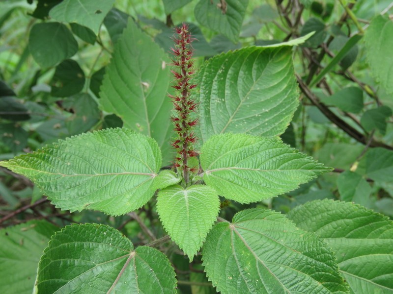 Acalypha communis photo 3