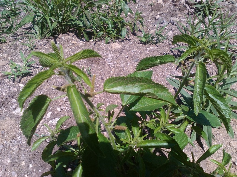 Acalypha communis photo 4