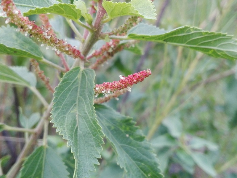 Acalypha communis photo 5