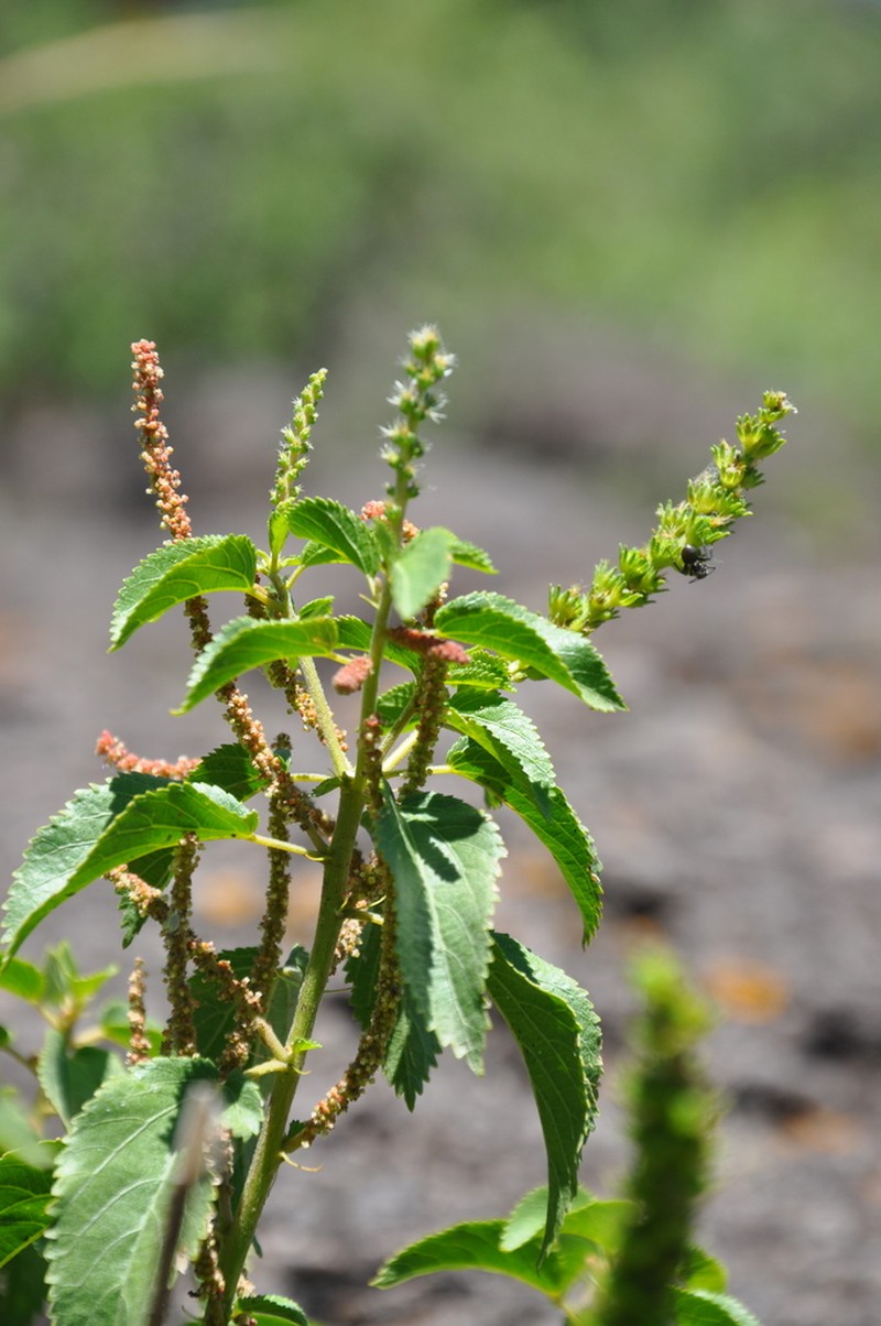 Acalypha communis photo 6