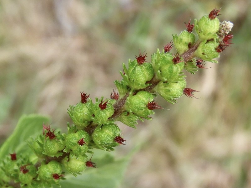 Acalypha communis photo 8