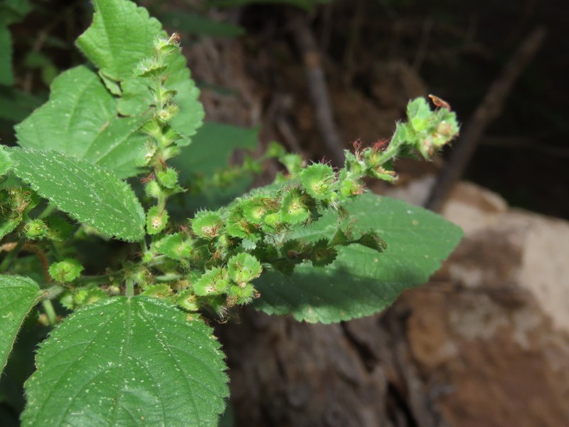 Acalypha comonduana