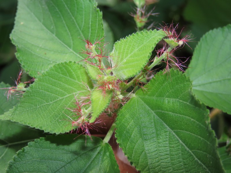 Acalypha comonduana photo 2