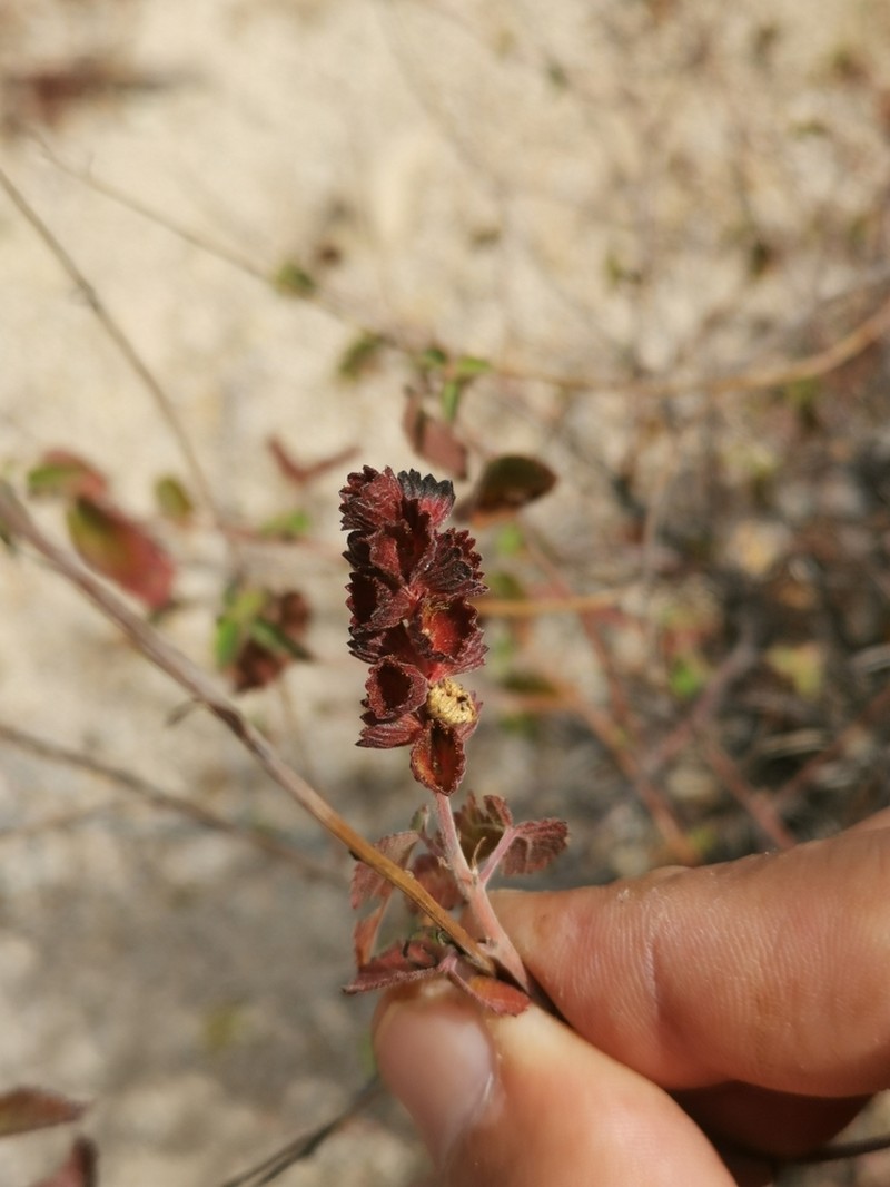 Acalypha comonduana photo 3