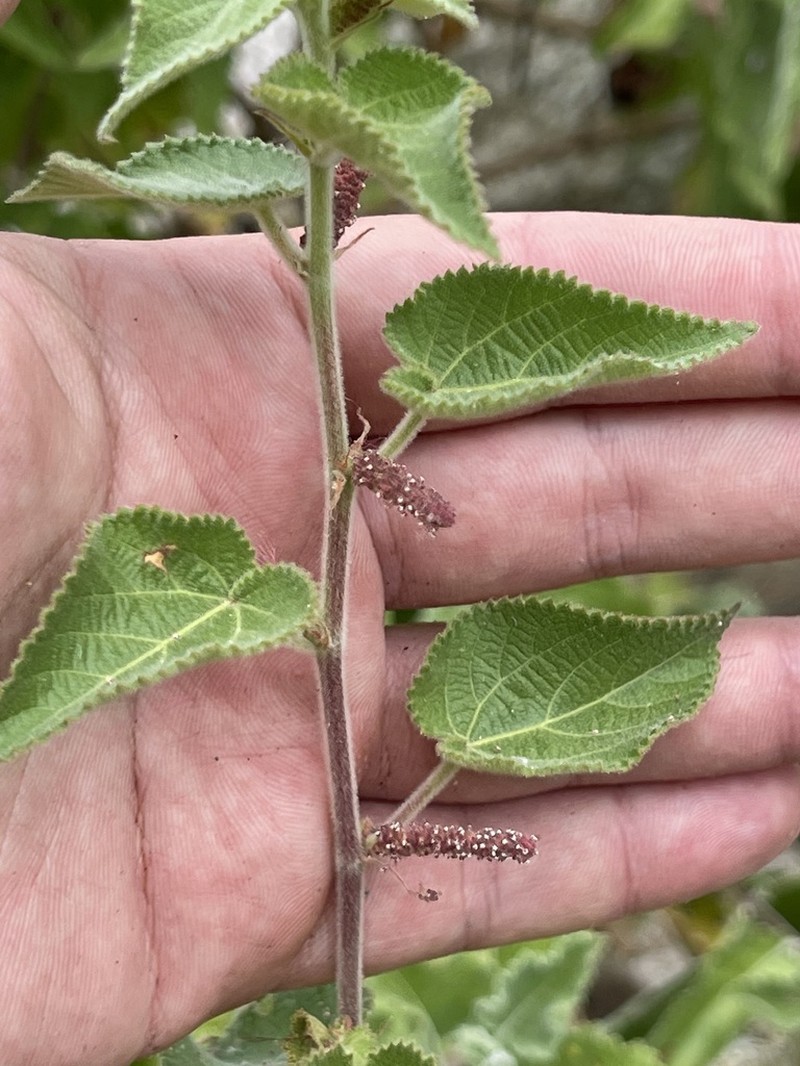 Acalypha comonduana photo 4