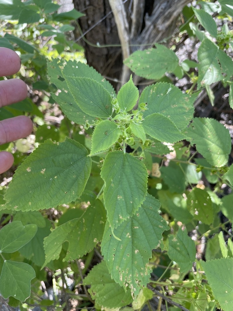 Acalypha comonduana photo 5