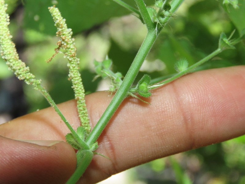 Acalypha comonduana photo 6