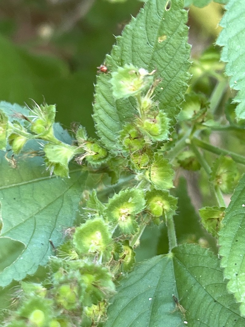 Acalypha comonduana photo 7
