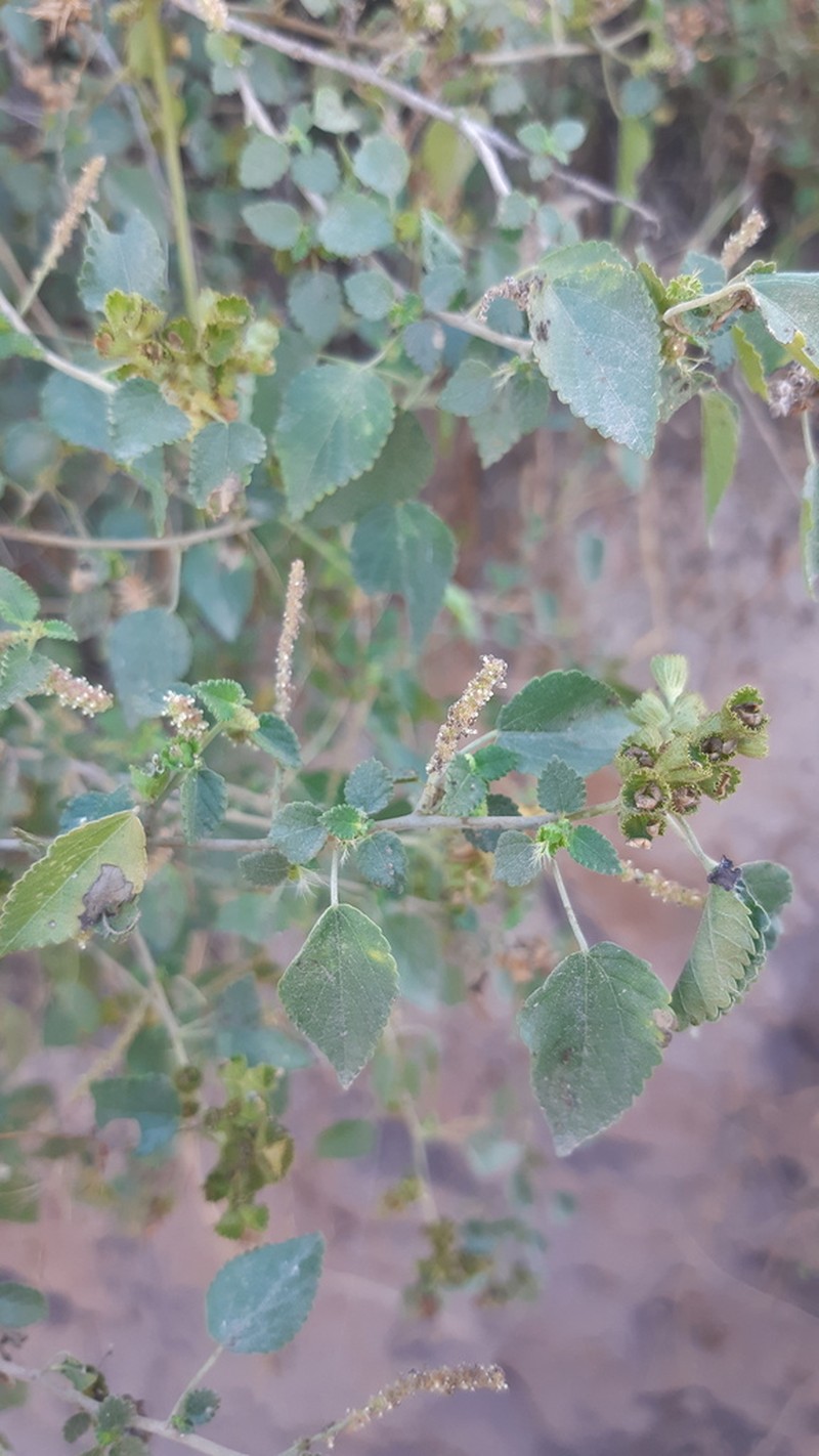 Acalypha comonduana photo 8