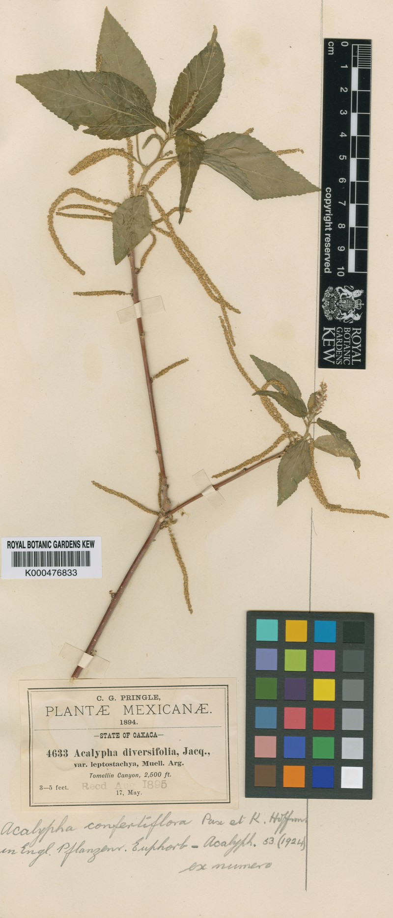 Acalypha confertiflora
