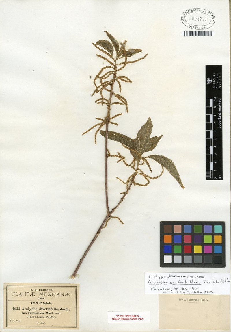 Acalypha confertiflora photo 2