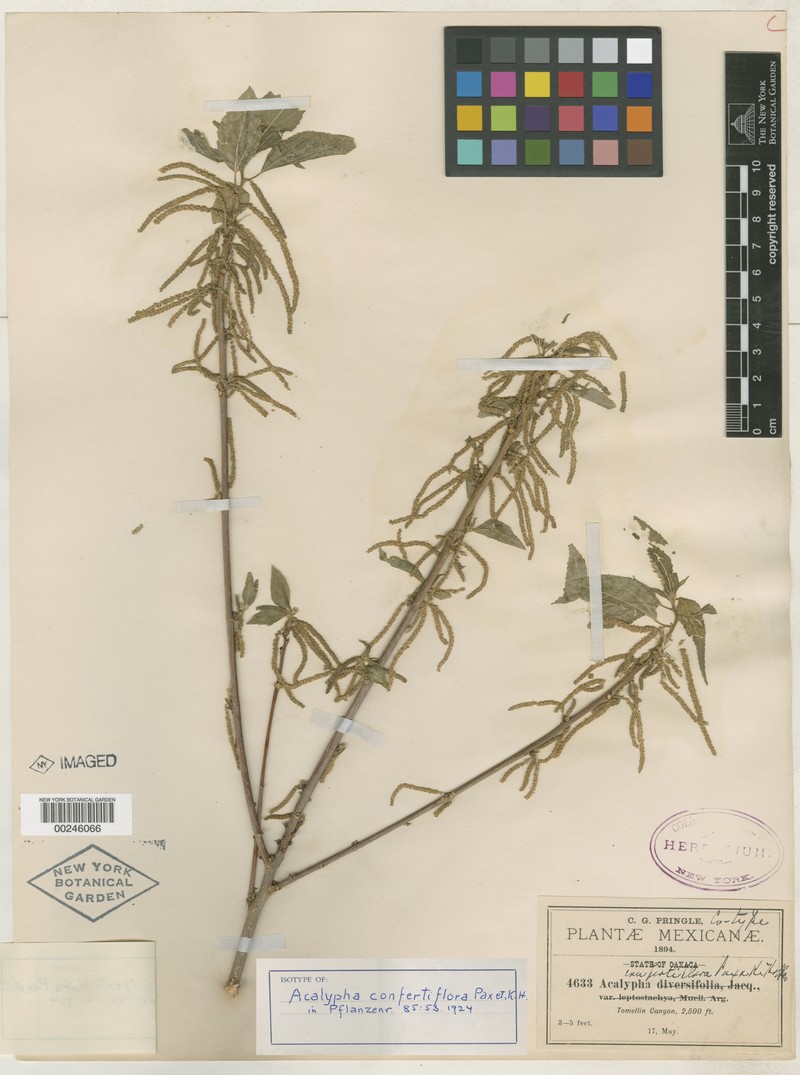 Acalypha confertiflora photo 3