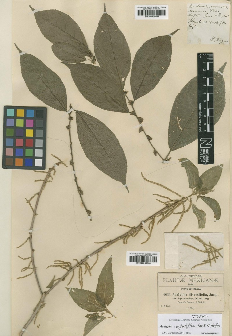 Acalypha confertiflora photo 4