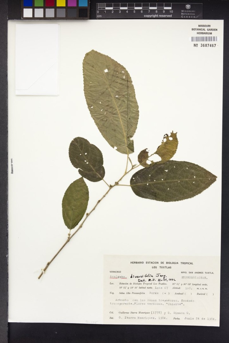 Acalypha conspicua