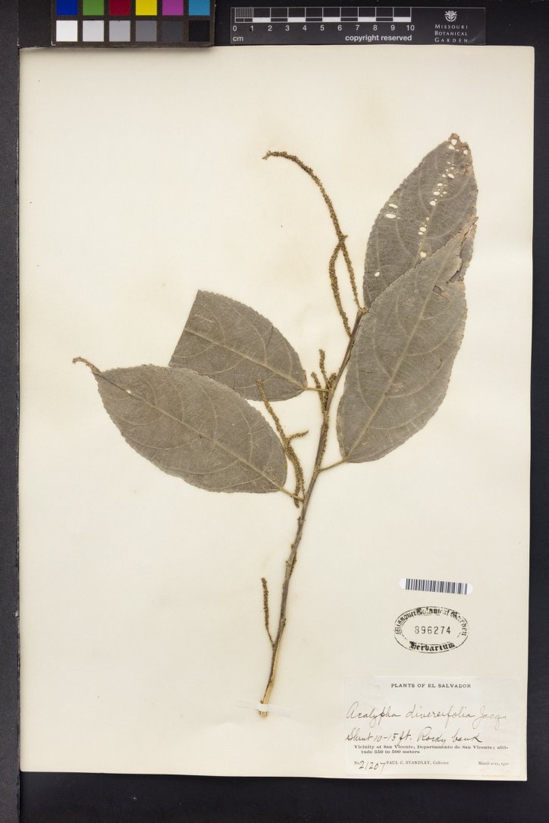 Acalypha conspicua photo 2