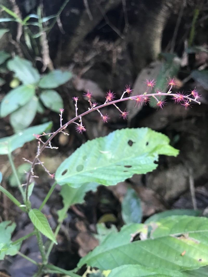 Acalypha costaricensis